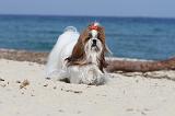 SHIH TZU 074